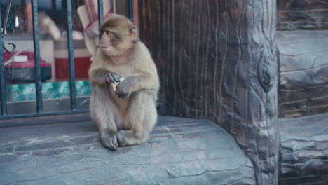 a young gibraltar ape chills on the window frame