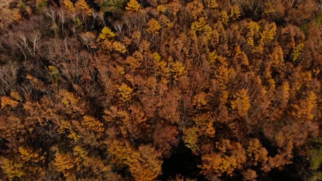 Langsame-Luftneigung-Nach-Unten-über-Dichten-Herbstfarbenen-Wald-Mit-Vielen-Bäumen