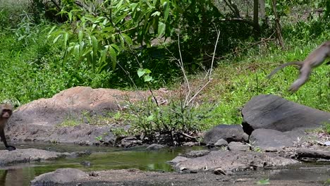 Die-Langschwanzmakaken-Sind-Die-Am-Einfachsten-Zu-Findenden-Affen-In-Thailand,-Da-Sie-In-Tempelanlagen,-Nationalparks-Und-Sogar-In-Dörfern-Und-Städten-Vorkommen