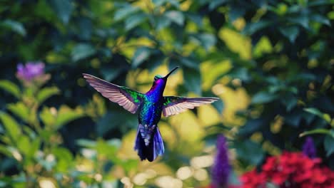 magnificent hummingbird in flight