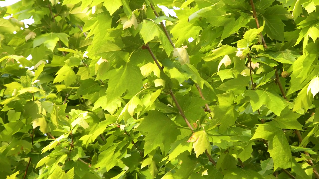 Hojas de Platanus de color verde brillante se mecen bajo la luz solar intensa, creando un vibrante fondo de follaje natural.