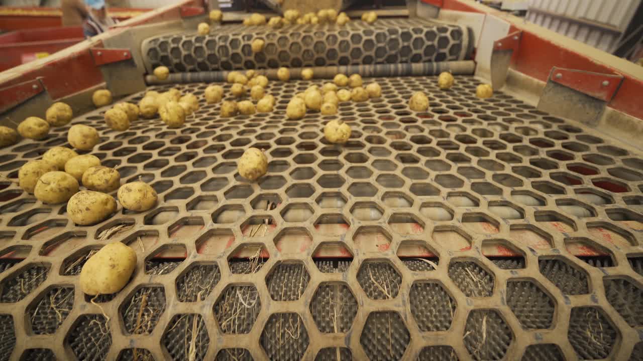 Harvesting Potatoes. Close-Up. Potato Tubers Move On A Special Machine Tape.