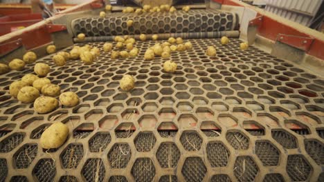 Harvesting-Potatoes.-Close-Up.-Potato-Tubers-Move-On-A-Special-Machine-Tape.