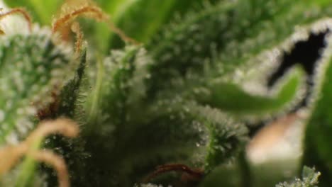 Extreme-macro-of-thc-crystals-on-medical-marijuana-bud-leaves