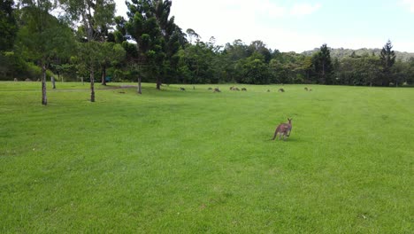 Kangaroo-Jumping-On-Green-Grassland---Wildlife-Sanctuary-At-Currumbin-Valley,-Gold-Coast,-QLD,-Australia