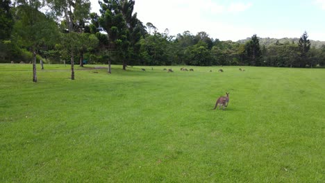 kangaroo jumping on green grassland - wildlife sanctuary at currumbin valley, gold coast, qld, australia