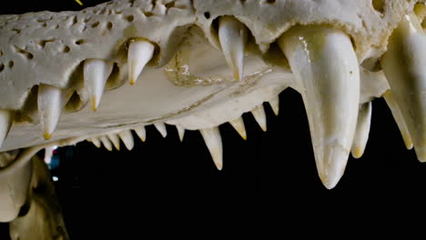 dientes gigantes en el esqueleto de cocodrilo - cerca de las mandíbulas de reptil y mordida poderosa