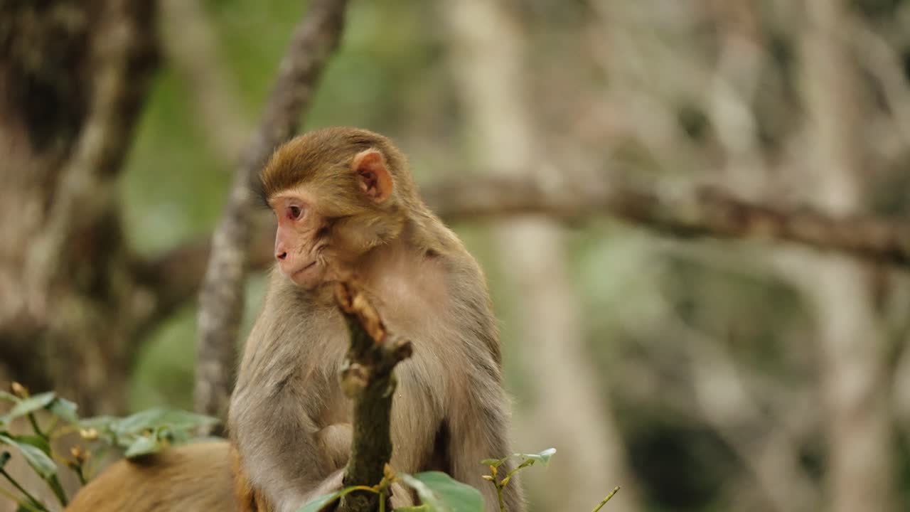 A Tibetan macaque (Macaca thibetana) sits calmly on a branch, surrounded by trees in Zhangjiajie, China.