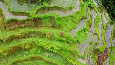 the lush green tegalalang rice terraces looking down from an aerial drone shot with pull out pedestal shot