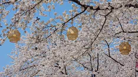 sakura festival lanterns hanging on white cherry blossoms tree at let's run park seoul in south korea