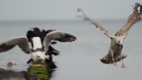 Seagull-landing-in-a-water-next-to-other-birds