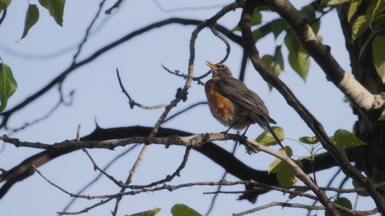 American robin bird sitting on a tree branch and singing