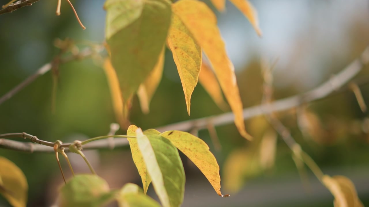 Primo piano di foglie verdi e gialle che ondeggiano delicatamente su un ramo sottile con la luce solare soffusa che filtra attraverso, evidenziando la transizione naturale del colore dal fresco all'autunnale. Lo sfondo rimane