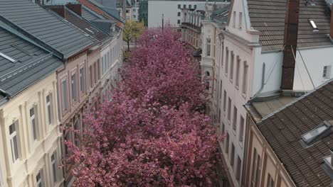 drone - toma aérea de la flor de cerezo en la ciudad bonn kirschbluete in der heerstraße breitestraße bonn turismo 25p