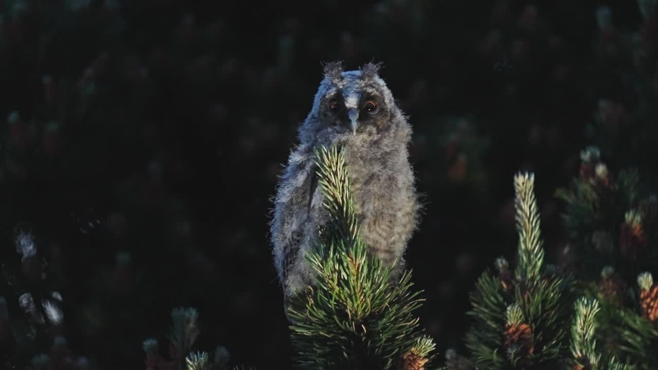 주연 밤에 나뭇가지에 앉아 있는 어린 긴 귀 부엉이