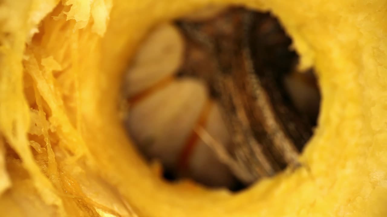 조롱박의 줄기와 윗부분을 배경으로, 코어를 제거한 조롱박의 내부를 뒤로 당깁니다.