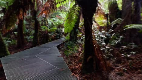 a serene walk through lush rainforest