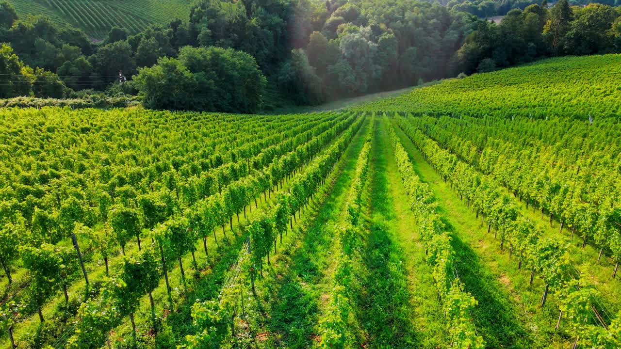 Stunning drone footage of a lush green vineyard spreading across a Jeruzalem hill, adorned with abundant leaves