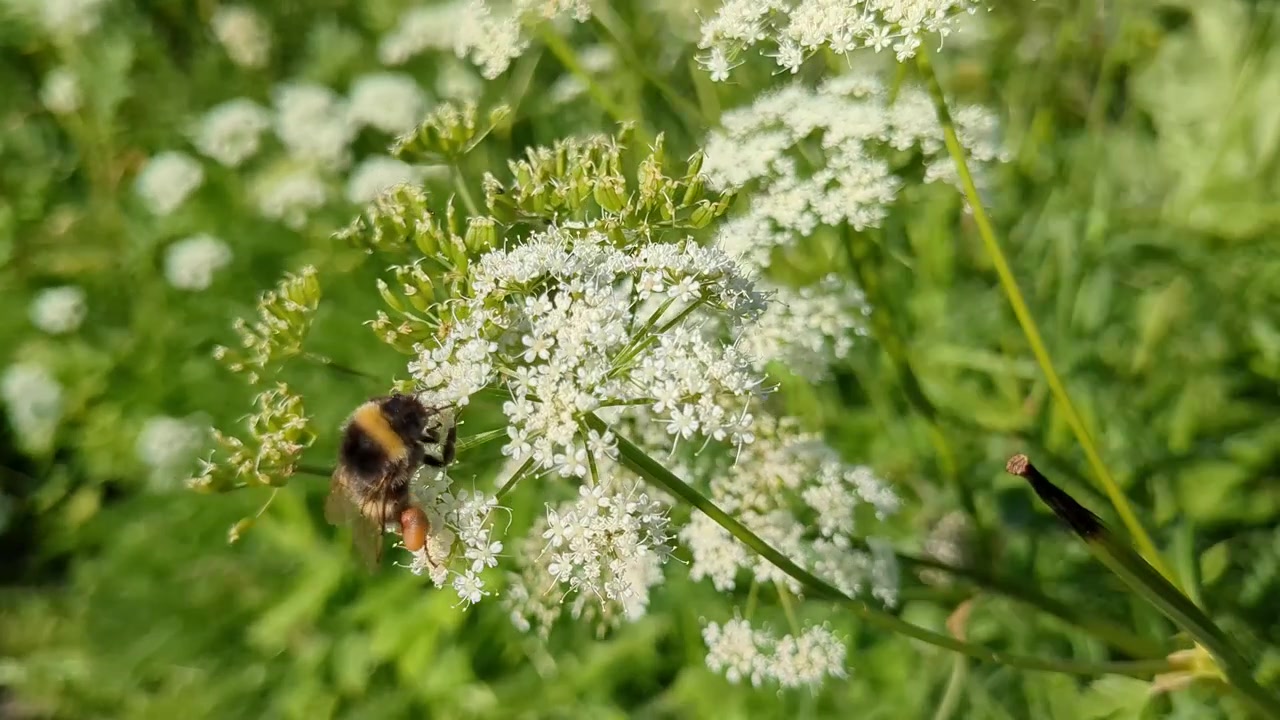 Bumble bee collecting and carrying pollen in pollen bags and pollinating white flower, pollinator close up, ecosystem detail