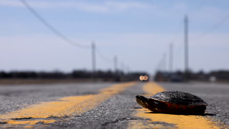 Bemalte-Schildkröte,-Die-Im-Frühling-Die-Straße-überquert