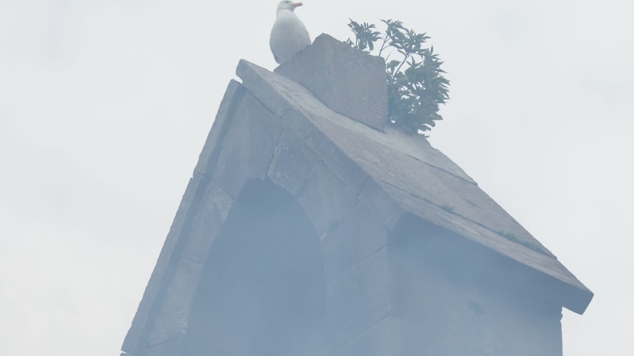 Seagull lands atop old stone tower in misty, overcast weather, static camera, soft lighting