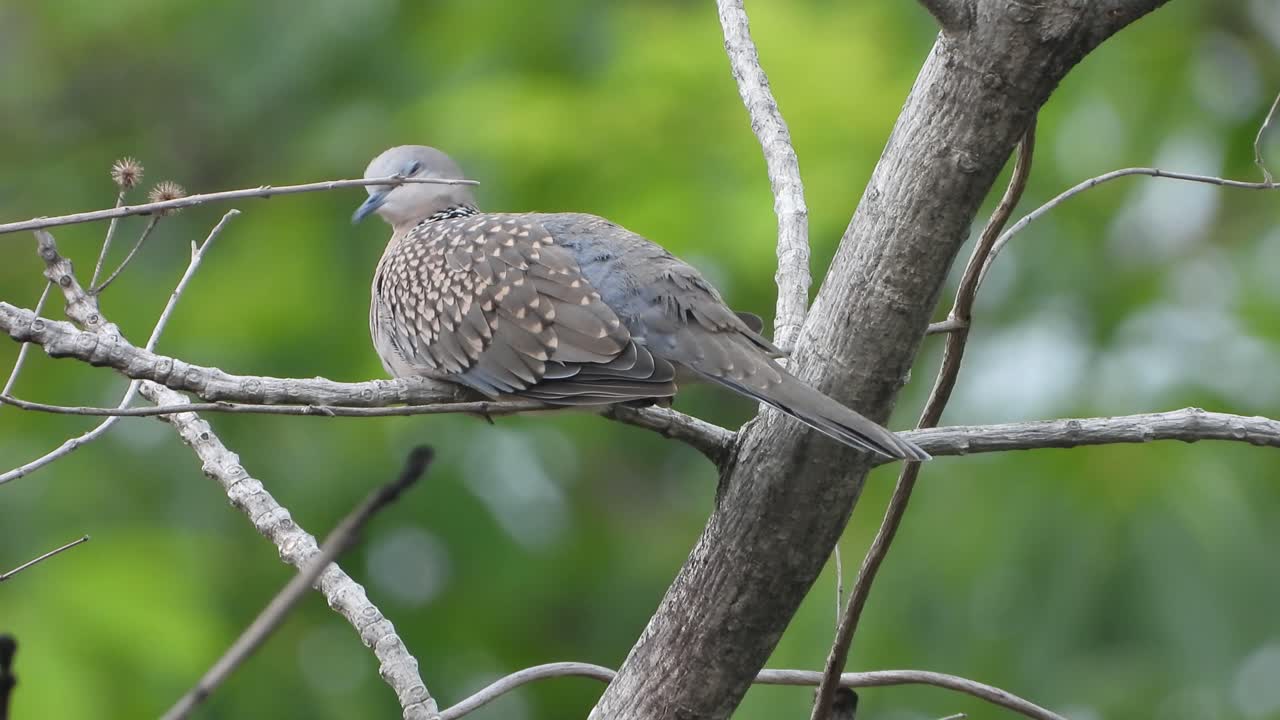 동양 거북이 비둘기 uhd mp4 4k 비디오