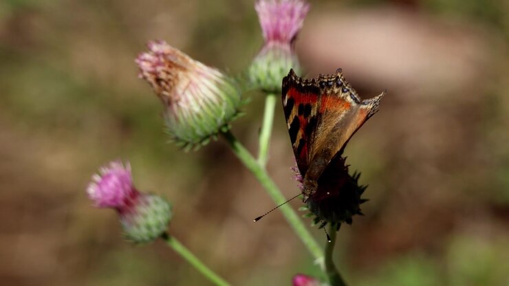 Video ravvicinato dettagliato di Aglais caschmirensis, comunemente nota come Vanessa indiana, che visita un fiore di Jurinea heteromalla nell'Himachal Pradesh, India, durante la primavera.