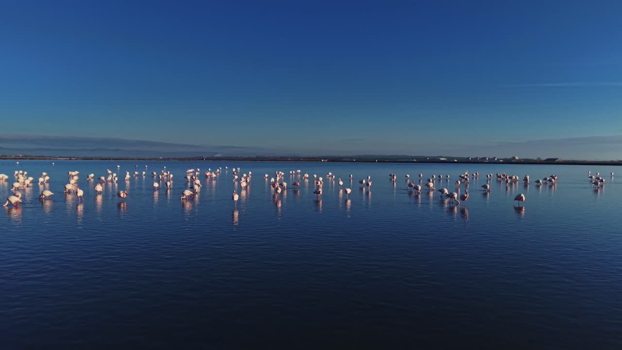 Flamingos stand in water during daylight near a calm shore