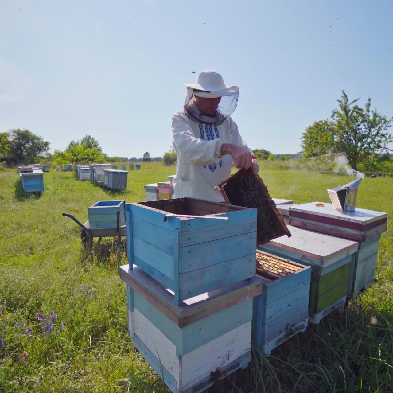 A beekeeper in veil at apiary among hives. Summer, sunny day. Video of working apiarist.