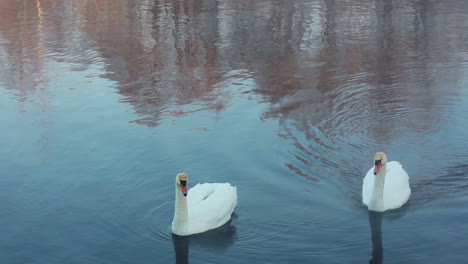 swans dive and cleans feather. swimming birds diving in winter lake