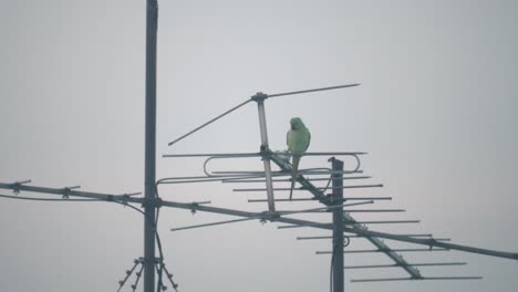 a close up shot of a green parrot bird flying off an antenna tower, tel aviv israel, zoom tele lens, sony 4k video