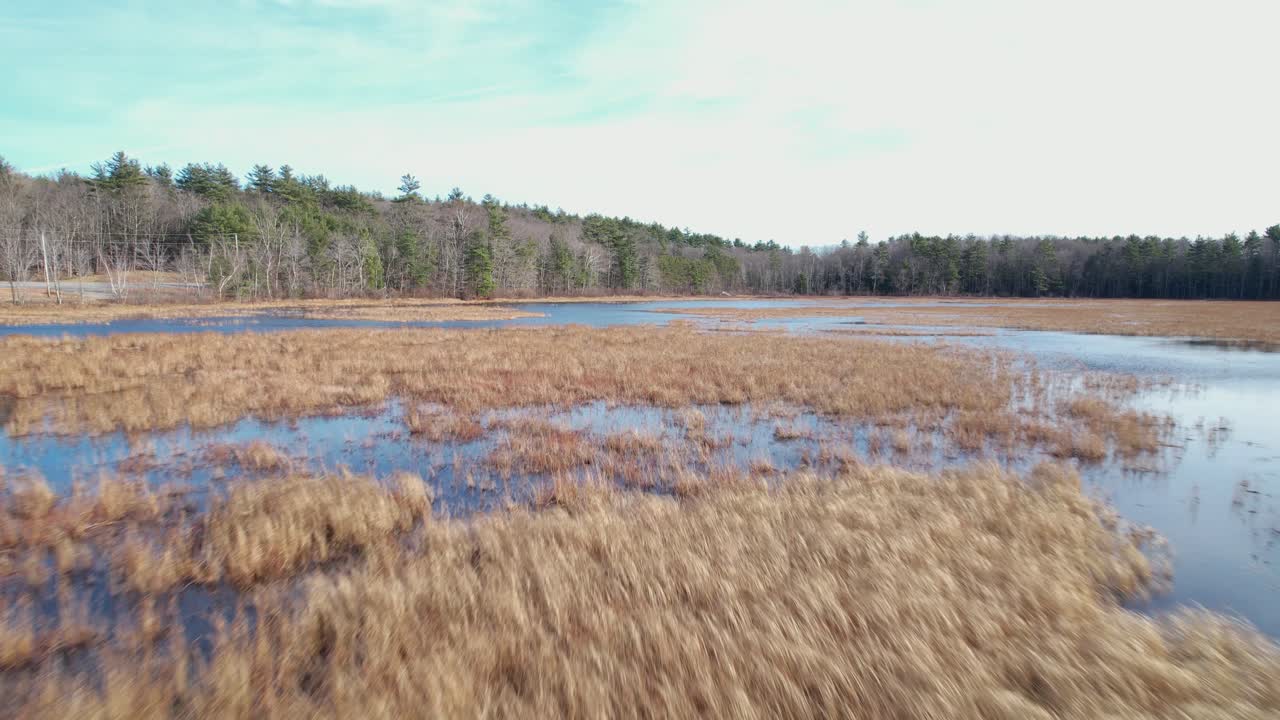 Low altitude water feature flyover with water grass blowing in the breeze and evergreen trees on the shoreline