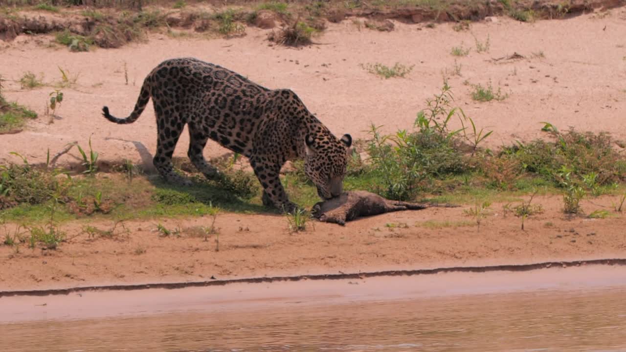 jaguar agarra un cadáver en la orilla del río en brasil