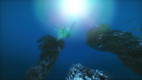 manta ray swimming through a coral reef