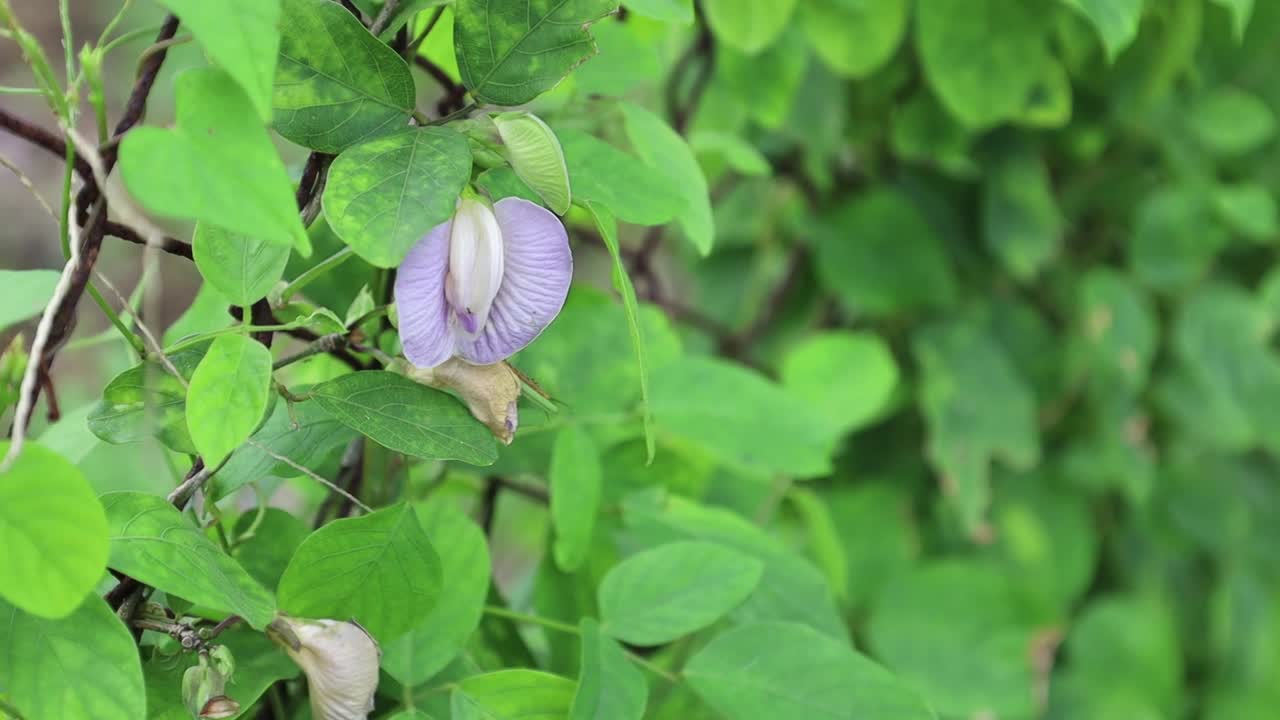 plantas de flores moradas que cultivan vides en la cerca