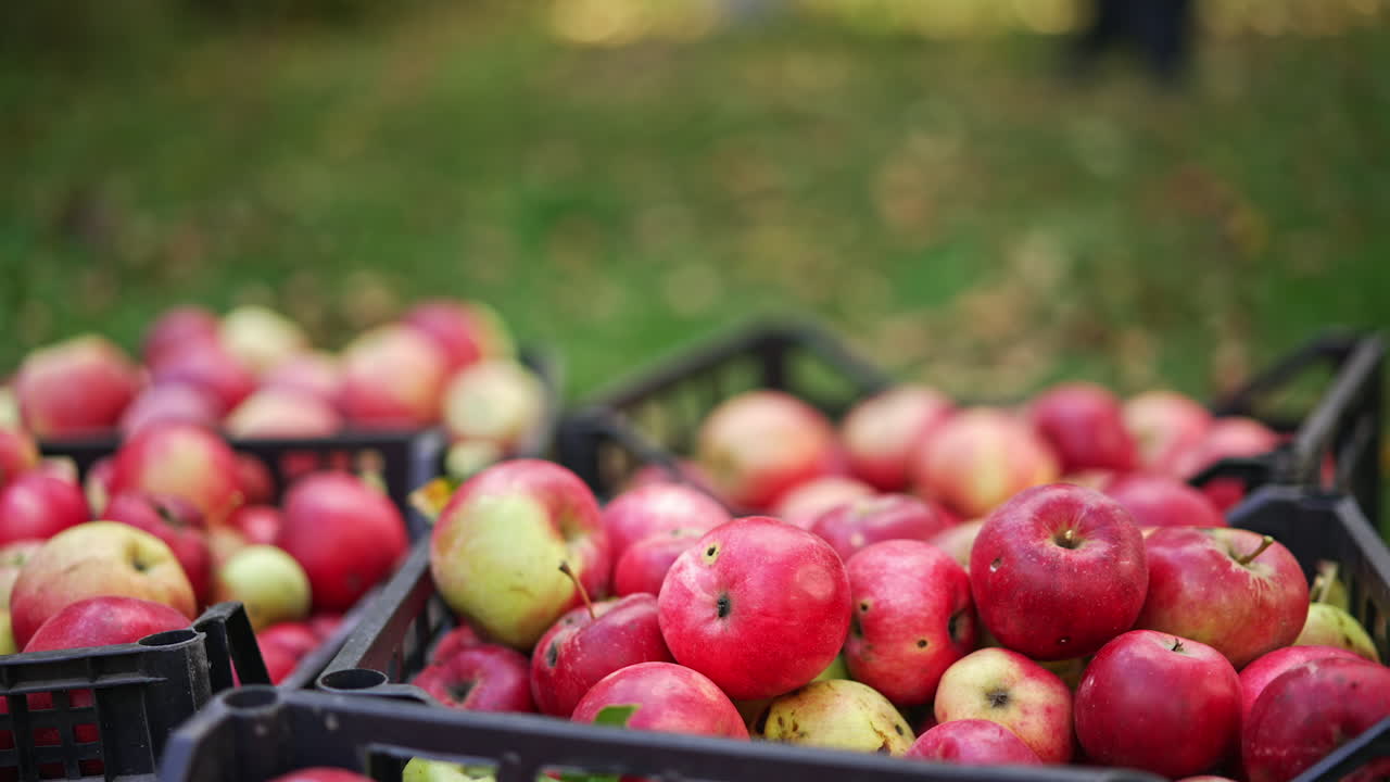 Organic red freshly picked apples in the plastic box. Unrecognized farmer brings the new full box of picked fruit. Close up. Blurred backdrop.