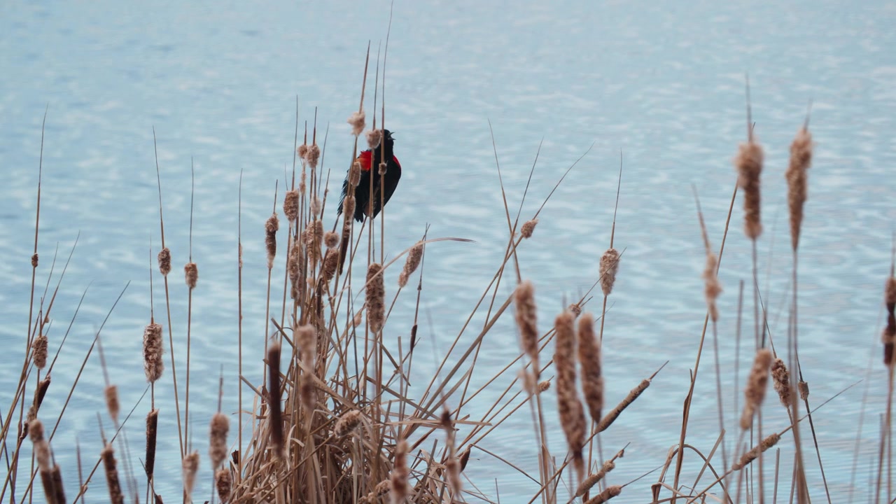 Red Winged Black Bird in Open Marsh Wetland Area in Colorado