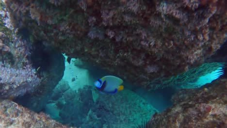 Snorkel--Hermoso-Pez-Mariposa-Nadando-Cerca-De-Rocas-Con-Algas-A-Cámara-Lenta-1