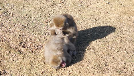 Two-Japanese-monkeys-grooming-in-sunshine-in-Kyoto-Iwatayama-park