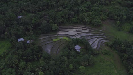 Reveal-shot-of-a-rice-paddy-between-the-trees-at-Sumba-island-during-sunset,-aerial