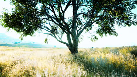 iconic oak tree casts a long shadow into a golden hill