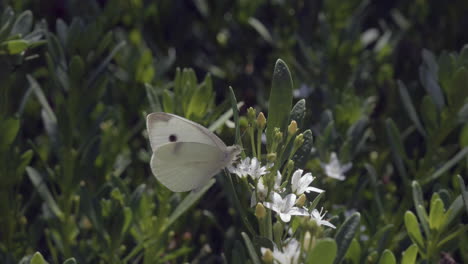 Polilla-De-Col-Blanca-En-Cámara-Lenta-Alimentándose-De-Flores-De-Jardín,-Macro