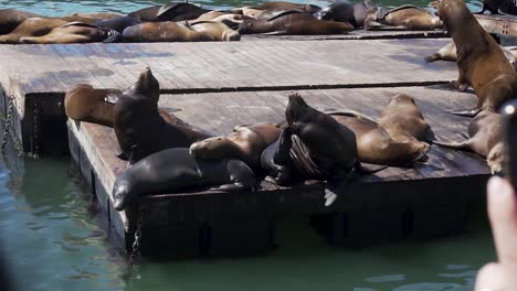 Tourist-Attraction-of-San-Francisco-USA,-Flock-of-Sea-Lions-Sunbathing-on-Floats-While-People-Taking-Pictures-With-Smartphones,-Slow-Motion