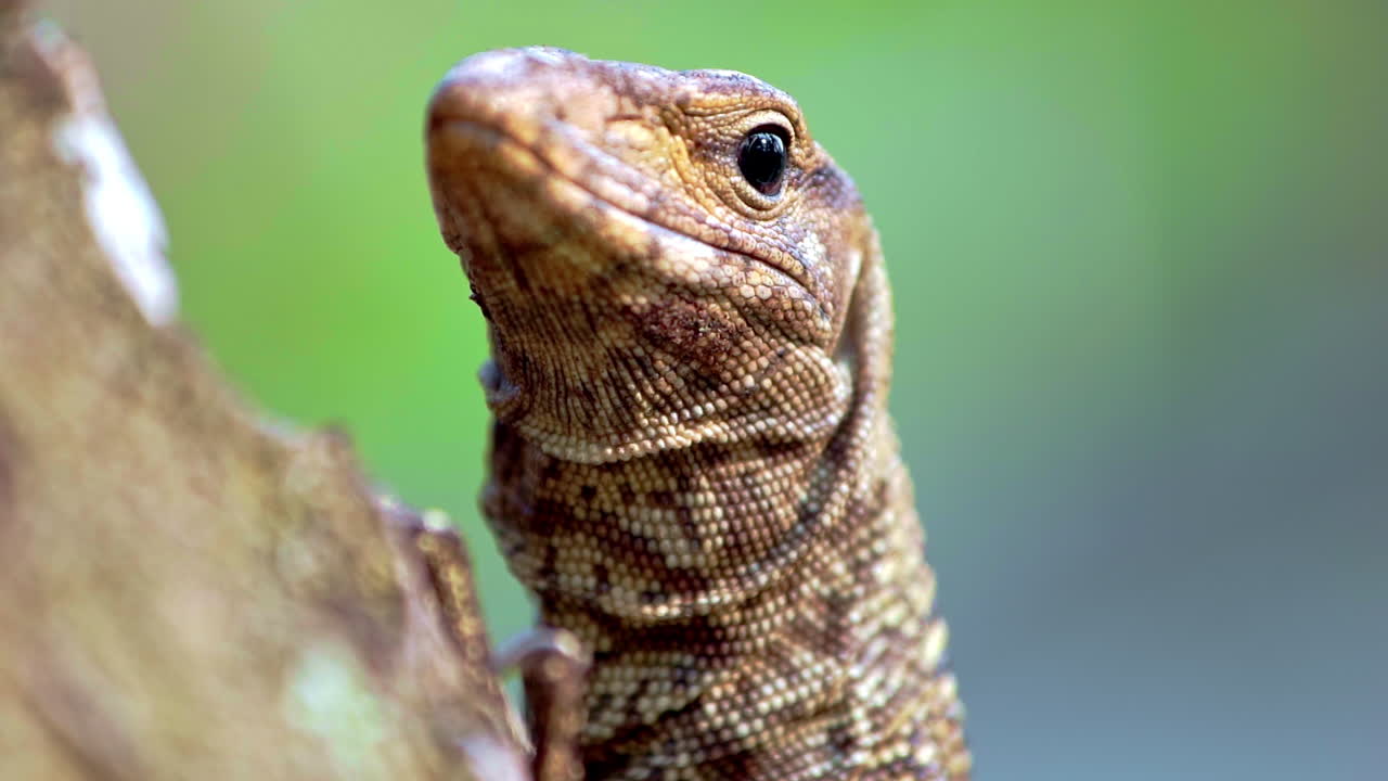 lagarto monitor de agua asiático en el tronco del árbol girando lentamente su cabeza escamosa