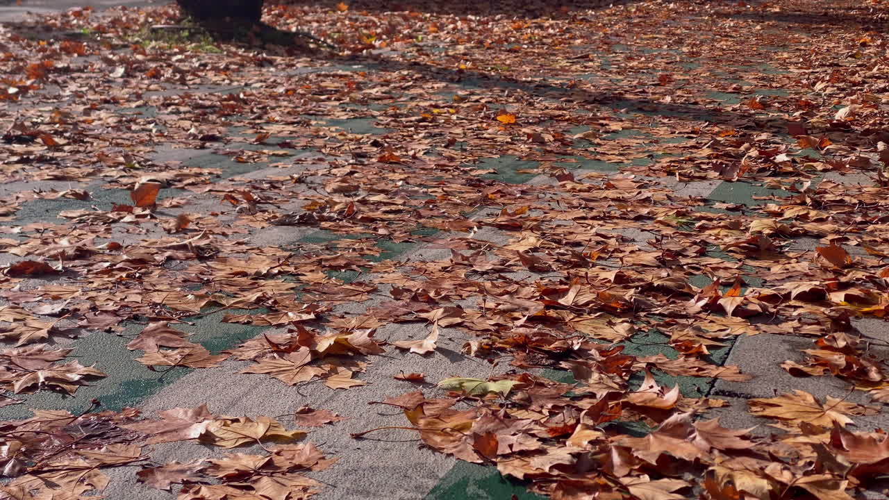 Foglie marroni di platano che coprono completamente un sentiero di un parco urbano sotto la luce del sole invernale, creando un'atmosfera autunnale stagionale a Siviglia