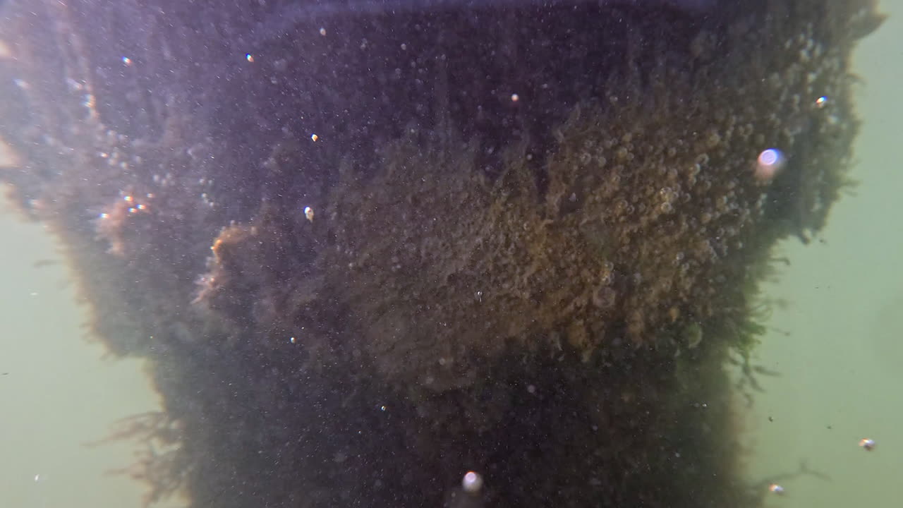 Seaweed grows on submerged dock post in Sinepuxent Bay, Maryland