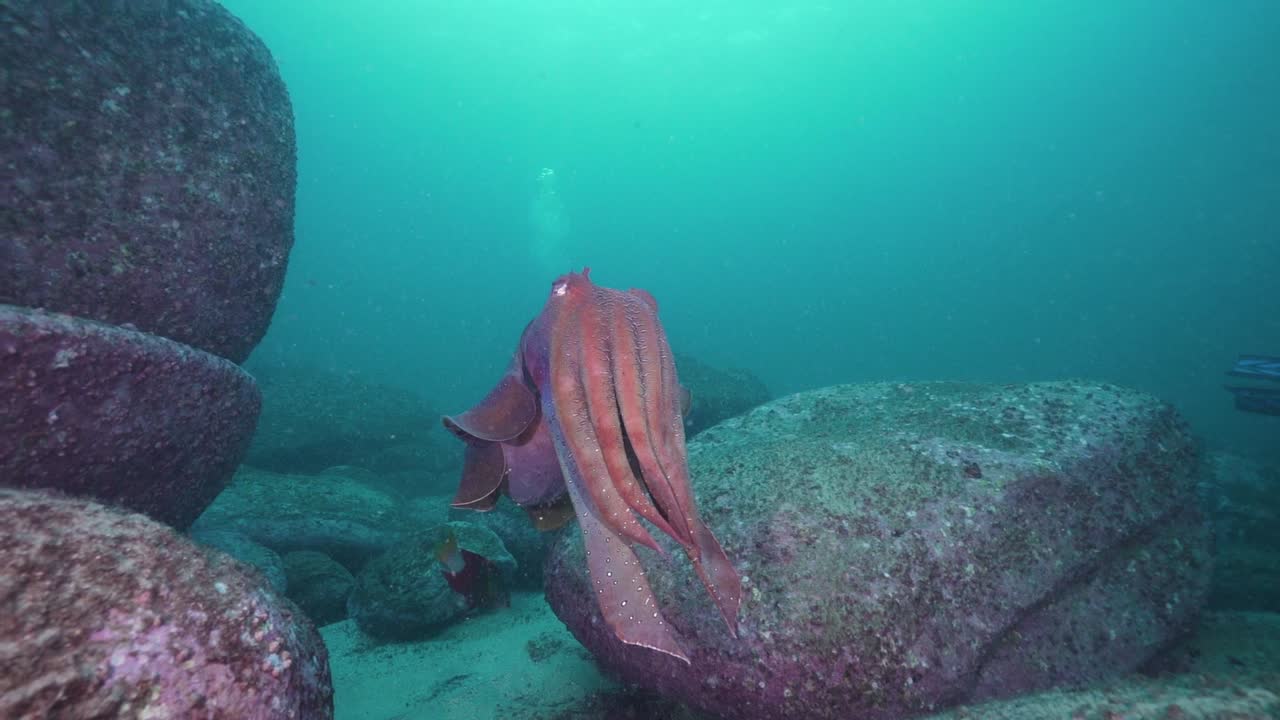 гигантская каракатица под водой - красочная
