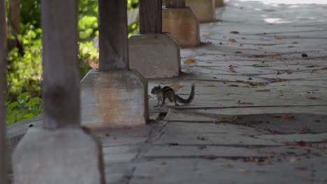 Commom-Indian-squirrel