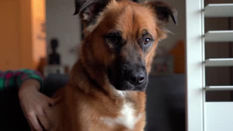 4K-footage-of-dog-on-couch-next-to-owner-looking-out-window