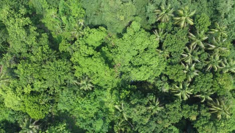 Toma-De-Vista-Aérea-Del-Bosque-Verde-Profundo